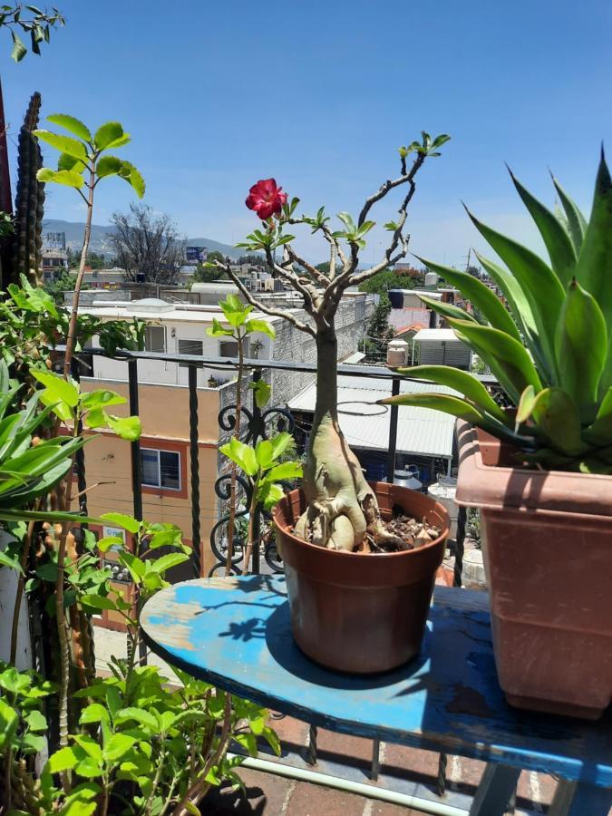La Terraza Del Pochote Oaxaca Eksteriør bilde